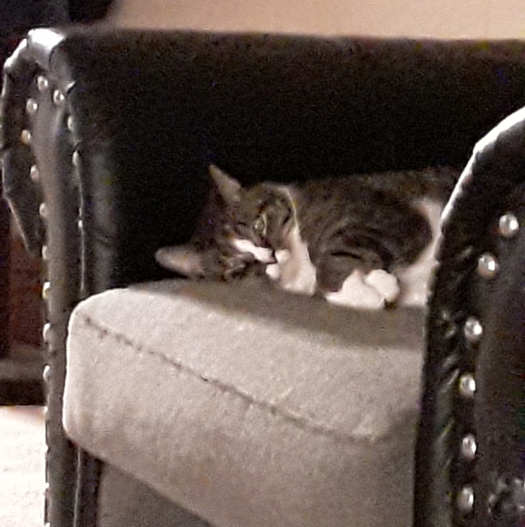 Meet your Posher, Emily - Picture 3 of 3